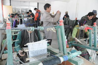 彭波半細毛羊新品種及配套技術轉化推廣軟件開發